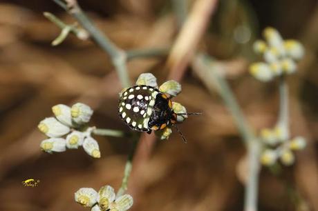 Nezara viridula: La Chinche Verde