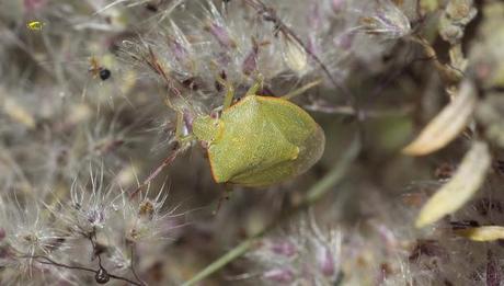 Nezara viridula: La Chinche Verde
