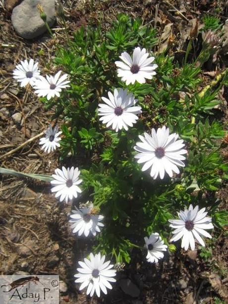 Como mejorar la polinización