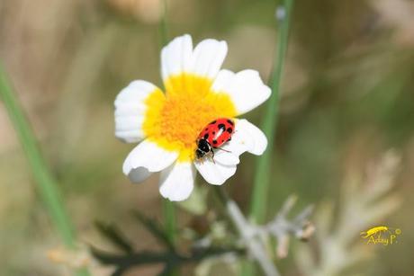 Como mejorar la polinización
