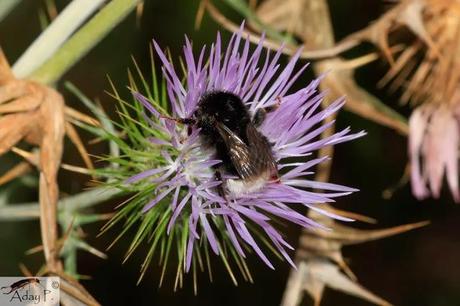 Como mejorar la polinización