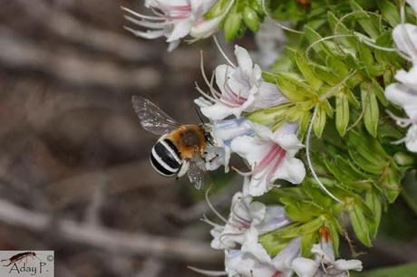 Como mejorar la polinización