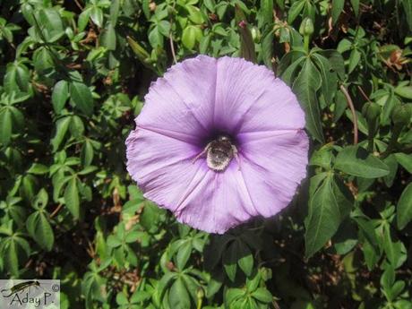 Como mejorar la polinización