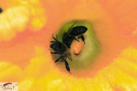 Como mejorar la polinización