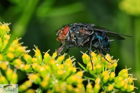 Como mejorar la polinización