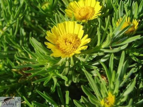 Como mejorar la polinización