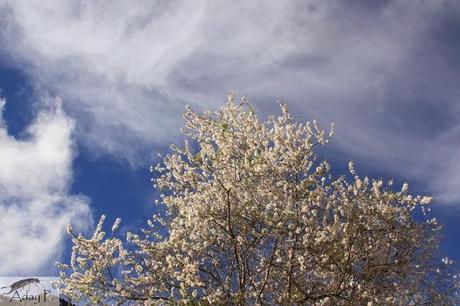 Como mejorar la polinización