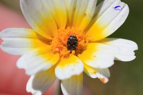 Como mejorar la polinización