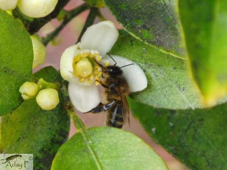 Como mejorar la polinización