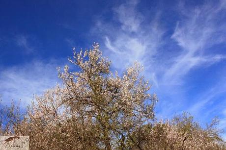 Como mejorar la polinización