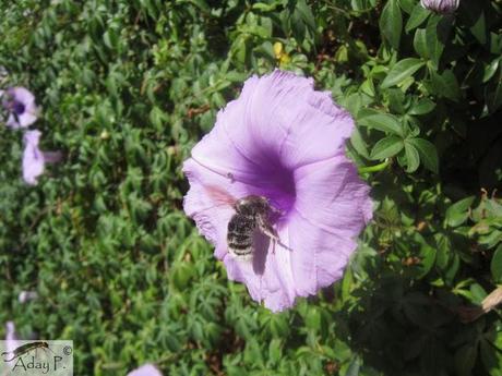 Como mejorar la polinización