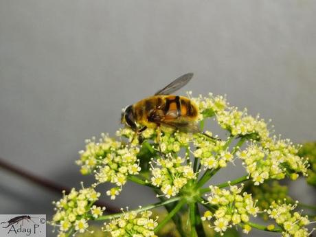 Como mejorar la polinización