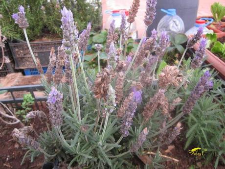 Como mejorar la polinización