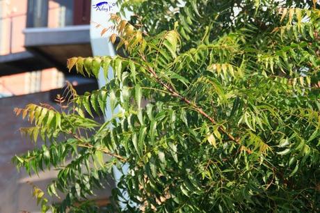 Como mejorar la polinización