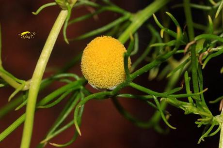 Como mejorar la polinización