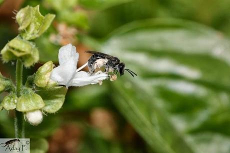 Como mejorar la polinización