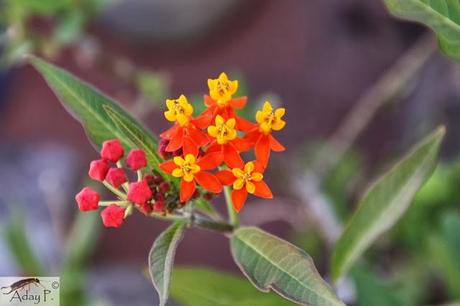 Como mejorar la polinización