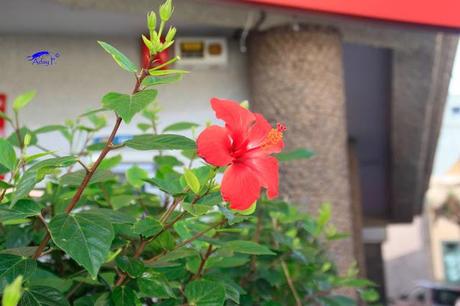 Como mejorar la polinización