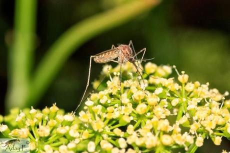 Como mejorar la polinización