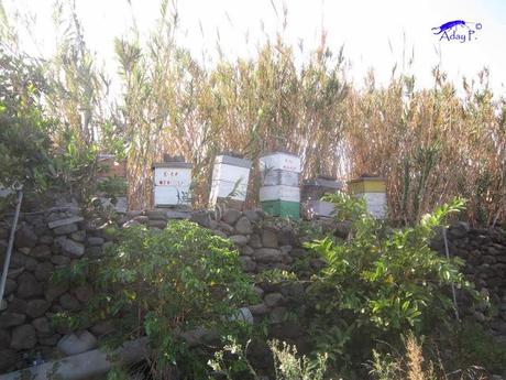 Como mejorar la polinización