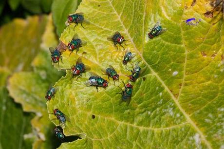 Como mejorar la polinización