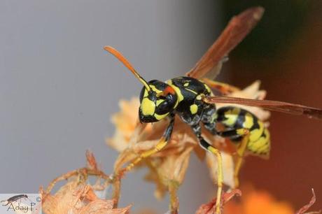 Como mejorar la polinización