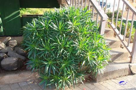 Como mejorar la polinización