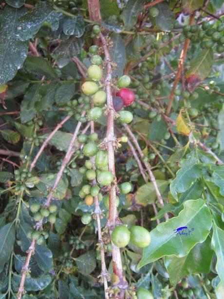 Como mejorar la polinización