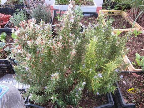 Como mejorar la polinización