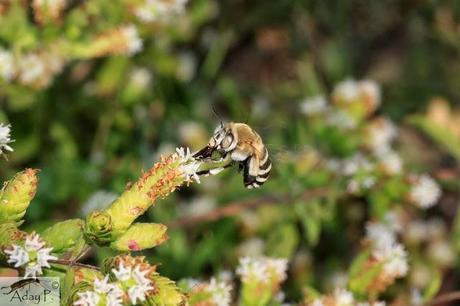 Como mejorar la polinización