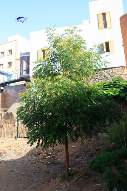 Como mejorar la polinización