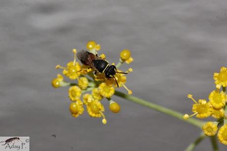 Como mejorar la polinización
