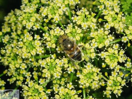 Como mejorar la polinización