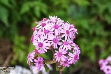 Como mejorar la polinización
