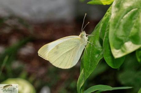 Como mejorar la polinización