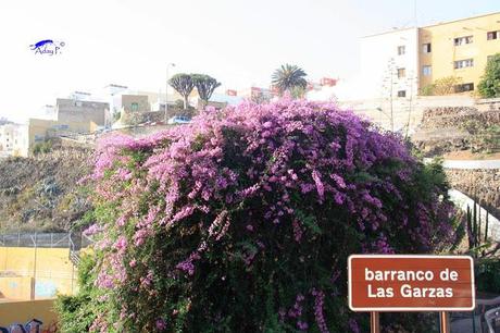 Como mejorar la polinización