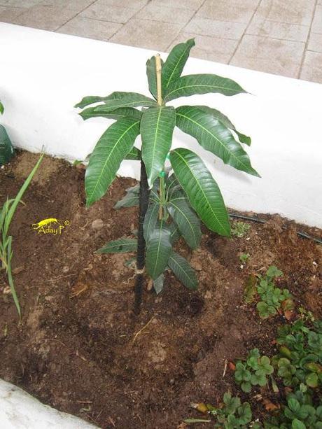 Como mejorar la polinización