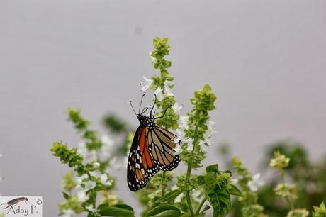 Como mejorar la polinización