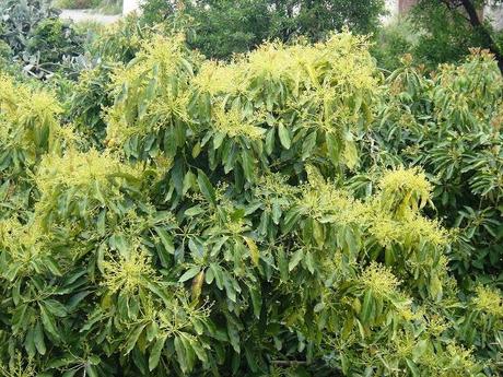 Como mejorar la polinización