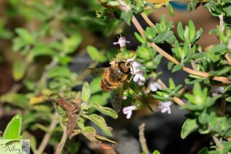 Como mejorar la polinización