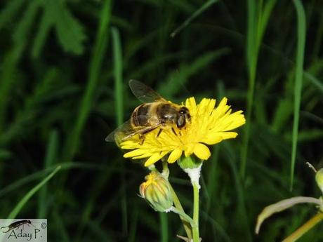 Como mejorar la polinización