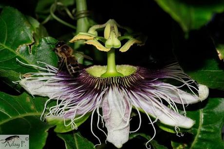 Como mejorar la polinización