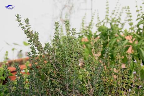 Como mejorar la polinización