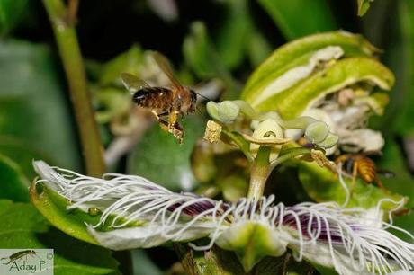 Como mejorar la polinización