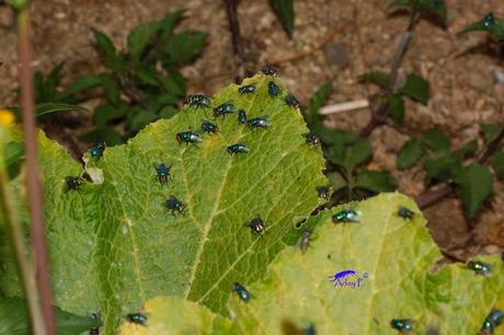 Como mejorar la polinización