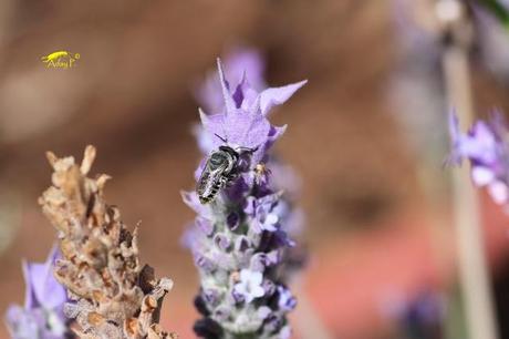 Como mejorar la polinización
