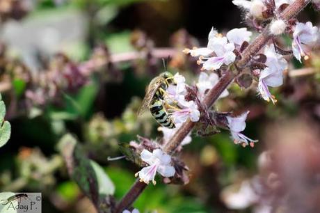 Como mejorar la polinización
