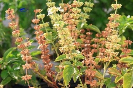 Como mejorar la polinización