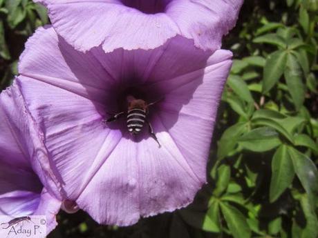 Como mejorar la polinización
