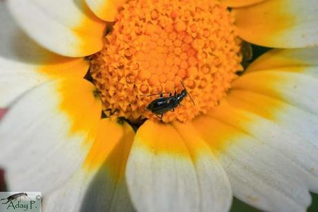 Como mejorar la polinización